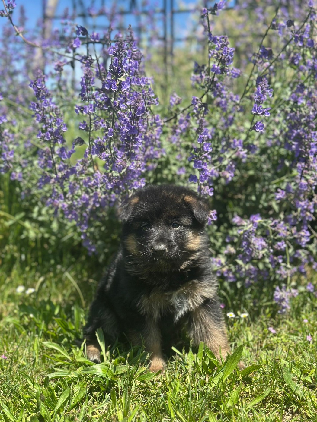 Femelle disponible