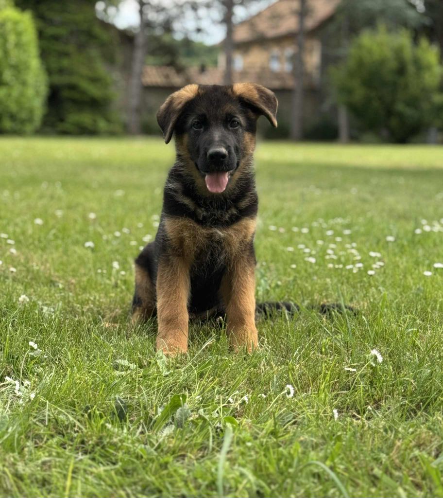 PETIT CHIOT DISPONIBLE 