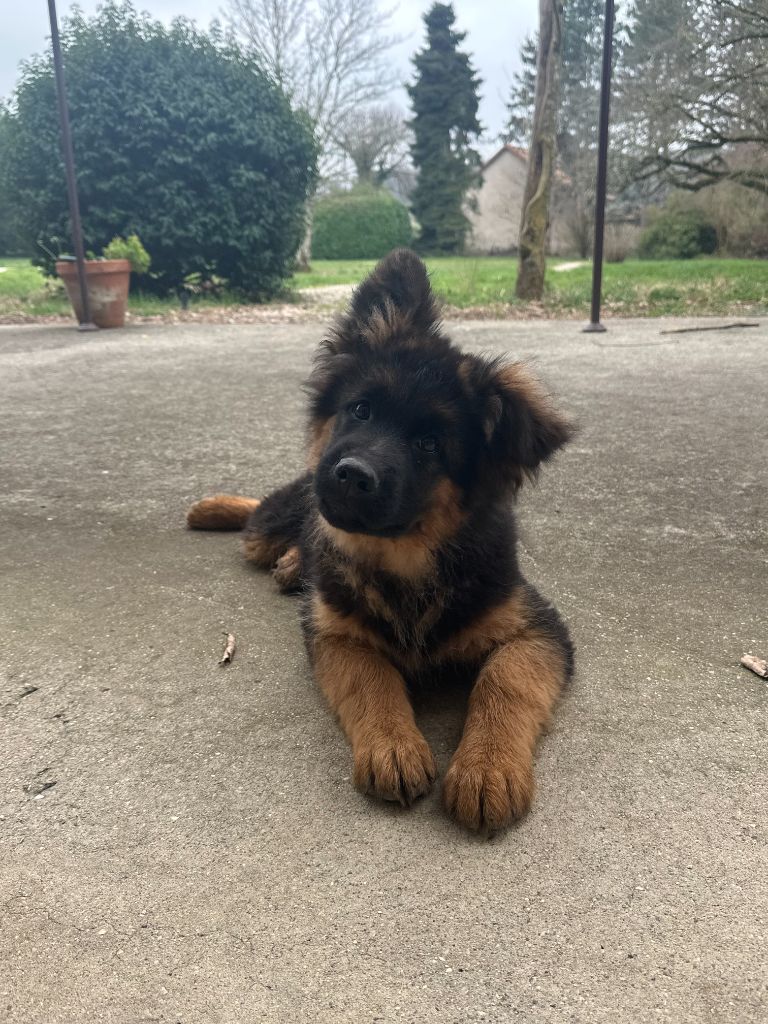 Chiot Berger Allemand Du Clos D'azieu