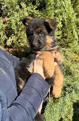 ULKO