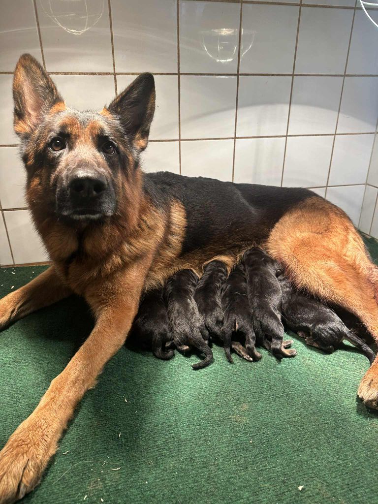 Chiot Berger Allemand Du Clos D'azieu