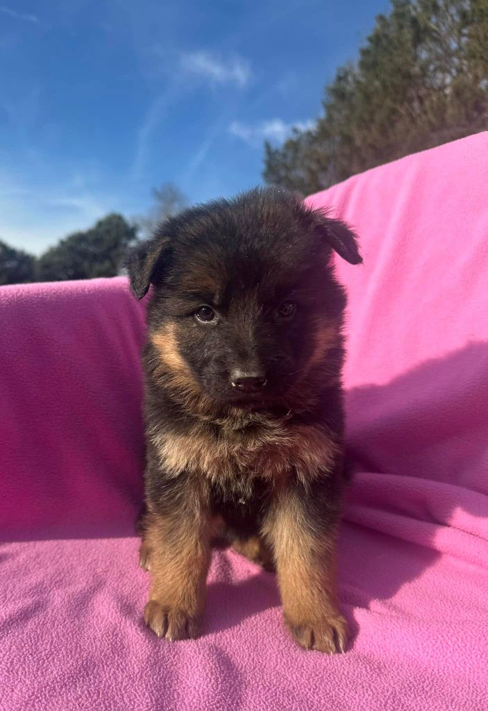 Du Clos D'azieu - Chiots disponibles - Berger Allemand